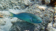 Yellowtail Parrotfish Terminal Phase (20